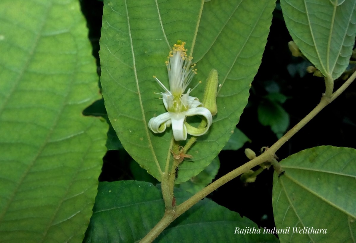 Grewia orientalis L.